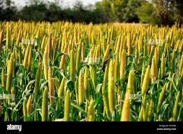 Pearlmillet Seeds - Premium Quality